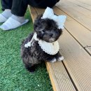 부산애견호텔 강아지유치원 펫퍼센트&코모네하우스 이미지