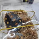 이종백농장 | 김포 수족관 오네이트 테라핀 분양 열대어 종류 특수동물이 다양한 아쿠아스쿨