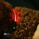 미나애견 이미지