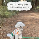 비밀의숲 | 제주 구좌 비밀의숲 입장료 애견동반 산책후기