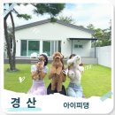 소중한 댕 | 대구근교 독채펜션 아이피댕 후기｜애견동반 천연잔디마당&amp;노천탕까지 완벽했던 하루