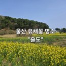 방어진건어물 | [울산 가볼만한 곳] 유채꽃 명소 "슬도" (주차정보, 개화상황)