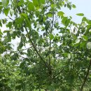 설성호두농원 이미지