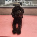 우한수 애견미용실 이미지