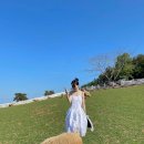 알프스애견 이미지