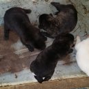 명월보양식 이미지