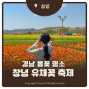 낙동강 유채단지 | 창녕 유채꽃 축제 후기 남지 낙동강 유채꽃 개화 상태 주차 꿀팁