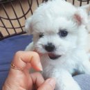 원독 | (세종강아지분양) 미니비숑 실제 분양후기~