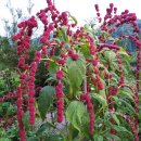 맨드라미농장 이미지