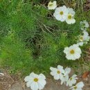 오색무지개 이미지