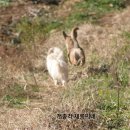 재롱이네 이미지