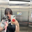 동편동물혈액검진센터 | 송도 24시동물병원 &#39;24시송도오케이동물의료센터&#39; 에서 강아지 혈액검사 건강검진 후기