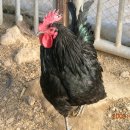 오골계마을 이미지