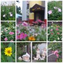 꽃무지풀무지유치원 이미지