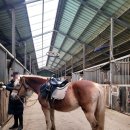 액티브팜 | [제주/서귀포시] 액티비티 ATV와 승마체험을 할 수 있는 제주리딩팜승마클럽