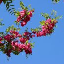 아카시아 - 아산시 | 아카시아