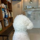 팜펫동물병원 | 부천 강아지 스케일링 비용 및 후기 ①