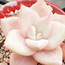 반듯한 멍이 이미지