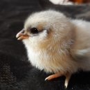 늘푸른청계농원 이미지