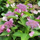 큰나무집궁중약백숙 이미지