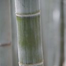 대숲사이 이미지