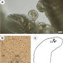 디스커스의 아가미흡충 Sciadiculeithrum variabilum 이미지