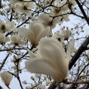 꽃피는언덕 이미지