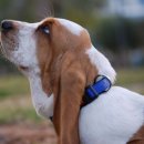 바셋하운드 이미지