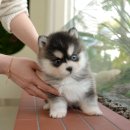 미유펫 강아지애견미용 이미지