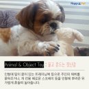 올어바웃펫 이미지