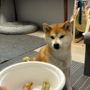 구르미맘마 이미지