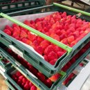 토토농장 이미지