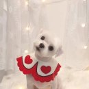 아이파크 애견미용실 이미지