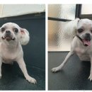 멍멍닷컴 이미지