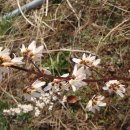 미선농장 이미지