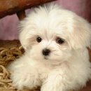 강아지본부 이미지