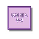 딱 7일만 핑크빛 절정! 2025 벚꽃 절정 시기 &amp; 명소 총정리 🌸