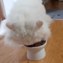 로얄캐닌 반려묘 영양학 교실 참여후기 (in. 메이커스페이스)