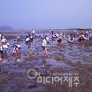 조개잡이 체험