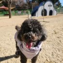 봉화재 반려견놀이터화장실 | 울산 무료 반려견 놀이터 동구 봉화재반려견 놀이터 이용 후기