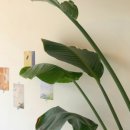 여니커피 이미지