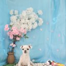 희희퍼피 이미지