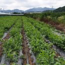 신왕농장 이미지