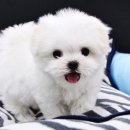 다양하개 이미지