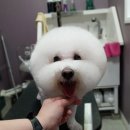 펫피파니 이미지