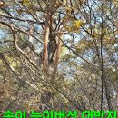 윈풀
