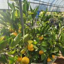 귤과 레드향 이미지