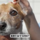 백두산동물병원 이미지