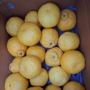 효돈농업협동조합 | 온브릭스 한라봉 4kg 내돈내산 구매후기 효돈농협 가격 맛 당도