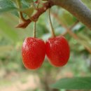 은혜동산 이미지